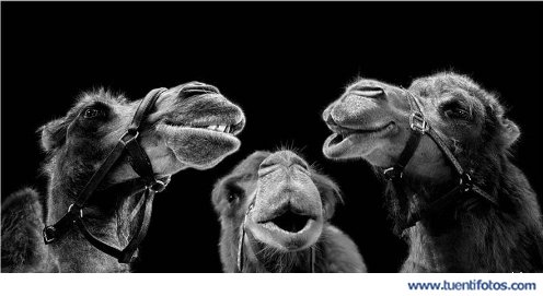 Animales de Camellos Sonrientes