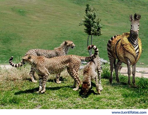 Animales de Cebra Disfrazada De Leopardo