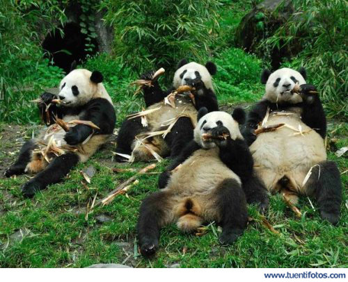 Animales de Cena Familiar Osos Panda