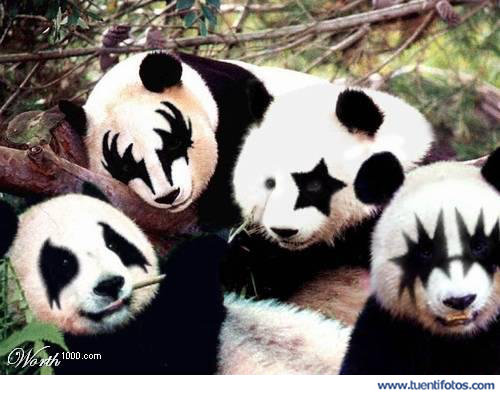 Animales de Osos Panda Fans De Kiss