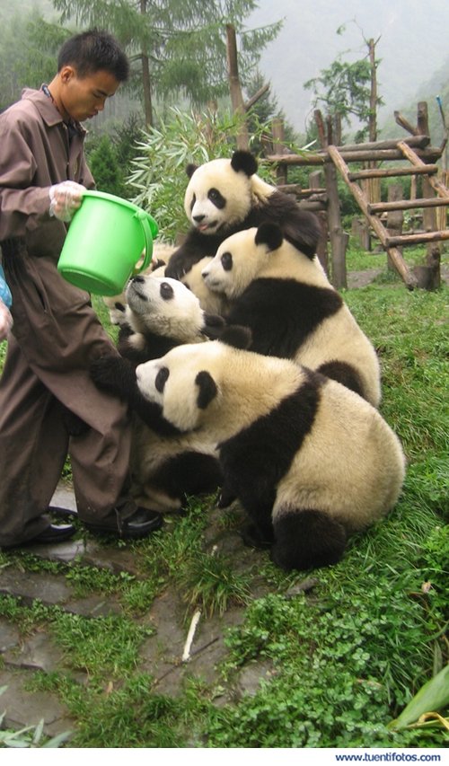 Animales de Pandas Con Hambre