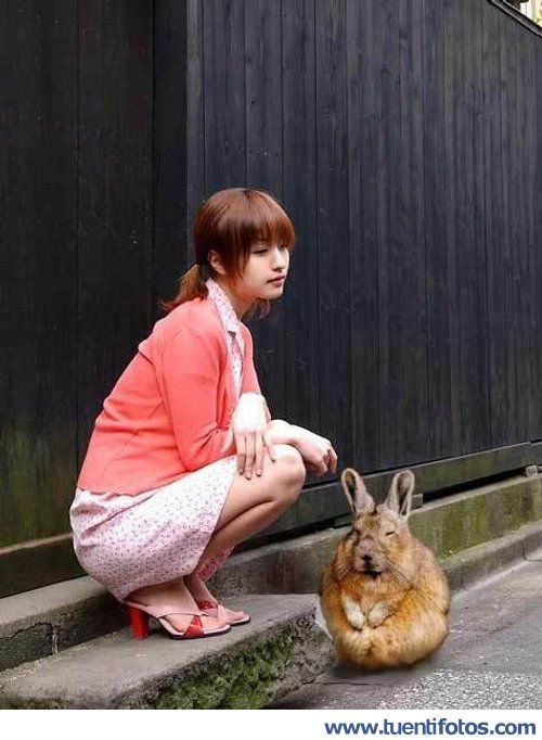 Animales de Conejo Gordo Japones