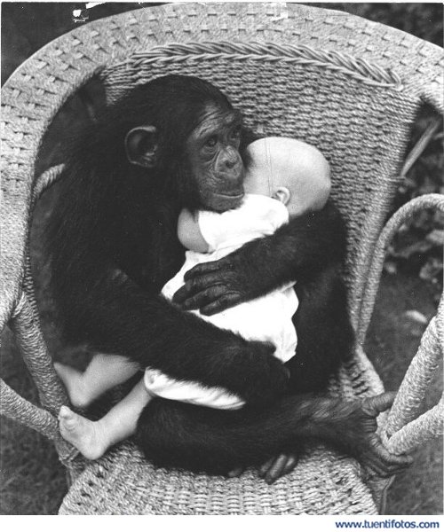 Tiernas de Mono Con Bebe