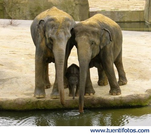 Animales de Pareja De Elefantes Con Hijo