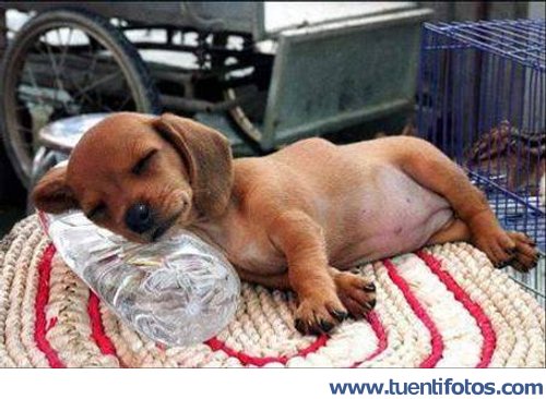 Animales de Perrito Dormido Sobre Botella