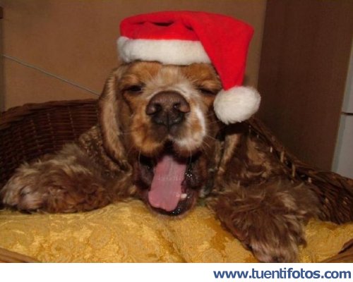 Navidad de Perro en  Navidad