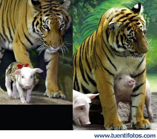 Animales de Tigresa Cuida De Cerditos