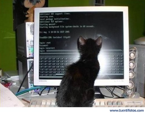 Animales de Gato Informatico