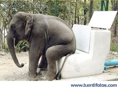Animales de Water para Elefantes