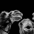 Miniatura de Camellos Sonrientes