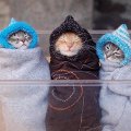 Miniatura de Gatitos Abrigados