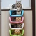 Miniatura de Gatitos En Cestas