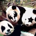 Miniatura de Osos Panda Fans De Kiss