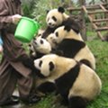 Miniatura de Pandas Con Hambre