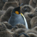 Miniatura de Pinguino Guapo