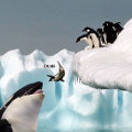 Miniatura de Saludo de Pinguino y Ballena
