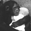 Miniatura de Mono Con Bebe
