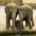 Miniatura de Pareja De Elefantes Con Hijo