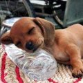 Miniatura de Perrito Dormido Sobre Botella