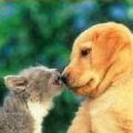 Miniatura de Como Perro Y Gato