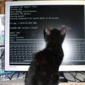 Miniatura de Gato Informatico