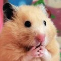 Miniatura de Hamster OMG