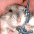 Miniatura de Hamster Soldado Dormilon
