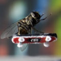 Miniatura de Insecto Skater