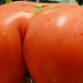 Miniatura de Tomate Culon