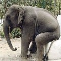 Miniatura de Water para Elefantes