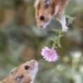 Miniatura de Ratones Con Flor